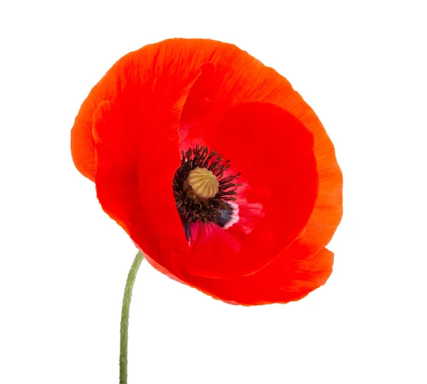 Roter Mohn Blüht Hell Isoliert Auf Dem Weißen — Stockfoto