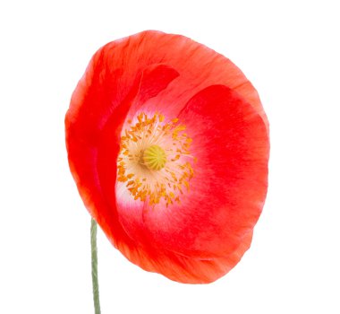 Kırmızı gelincik çiçeği beyaz renkte izole bir şekilde çiçek açar.