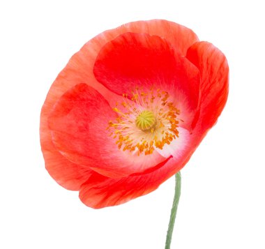 Kırmızı gelincik çiçeği beyaz renkte izole bir şekilde çiçek açar.