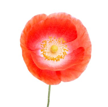 Kırmızı gelincik çiçeği beyaz renkte izole bir şekilde çiçek açar.