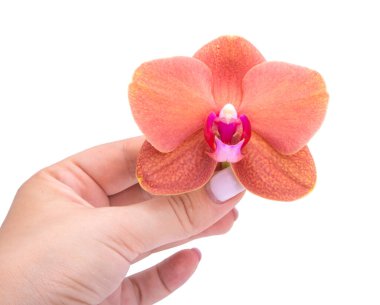 Eldeki güzel orkide çiçeği beyaza izole edilmiş.