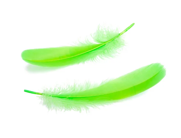 Fluffy Color Bird Feather Decorative Style Studio Isolated White — Stock Photo, Image