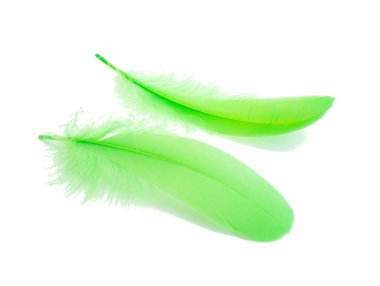 Zarif renkli kuş tüyü beyazın üzerinde izole edilmiş.