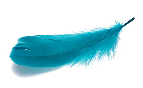 Elegante Pluma Pájaro Azul Aislada Blanco —  Fotos de Stock