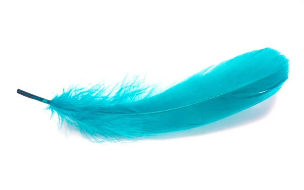 Elegant Blue Bird Feather Isolated White — Stock Photo, Image