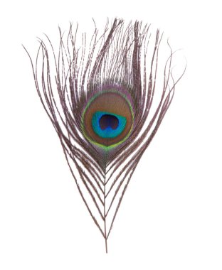 Zarif renkli tavus kuşu tüyü beyazın üzerinde izole edilmiş.