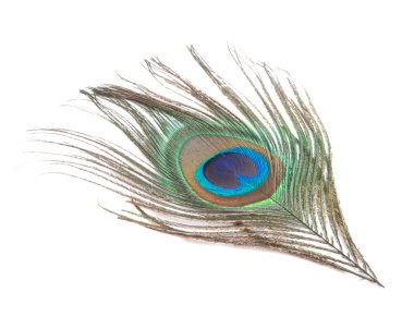 Zarif renkli tavus kuşu tüyü beyazın üzerinde izole edilmiş.