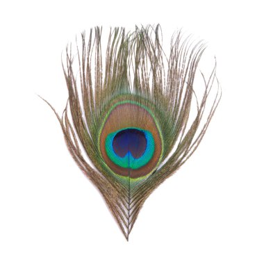 Zarif renkli tavus kuşu tüyü beyazın üzerinde izole edilmiş.