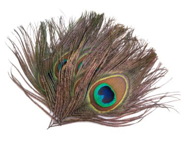 Zarif renkli tavus kuşu tüyü beyazın üzerinde izole edilmiş.