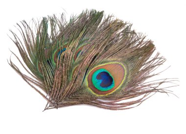 Zarif renkli tavus kuşu tüyü beyazın üzerinde izole edilmiş.
