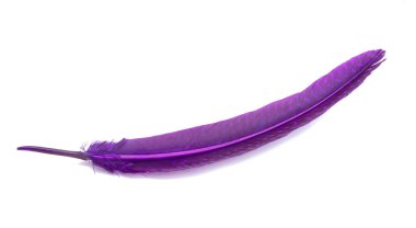 Zarif renkli kuş tüyü beyazın üzerinde izole edilmiş.