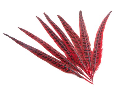 Zarif renkli kuş tüyü beyazın üzerinde izole edilmiş.