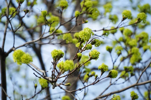 Spring green tree blossoms nature landscape