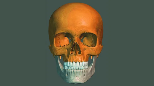 Osso Frontale Maschile Teschio Anatomia Del Cranio — Foto Stock