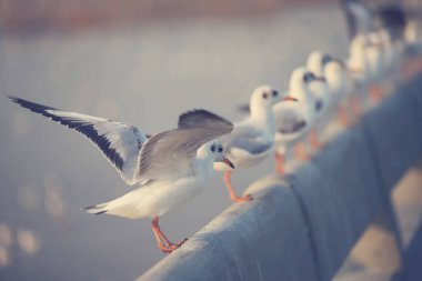 Bangpu Köprüsü, Samut Prakan, Tayland. Köprü demiryolu üzerinde martılar düzenlenmesi ile güzel doğa. Yaşam özgürlüğü.