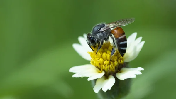Honey Bee Swarming White Flower Beautiful Nature — Stock Photo, Image