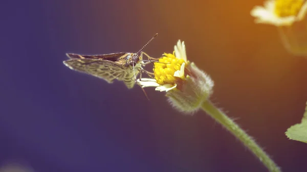 Мягкий фокус на маленькой бабочке кишащей на цветок ветра . — стоковое фото