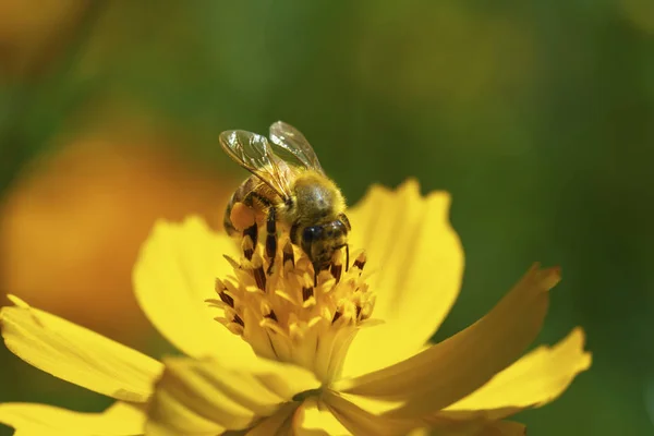 Concentration Douce Sur Essaim Abeilles Mellifères Sur Fleur Jaune — Photo