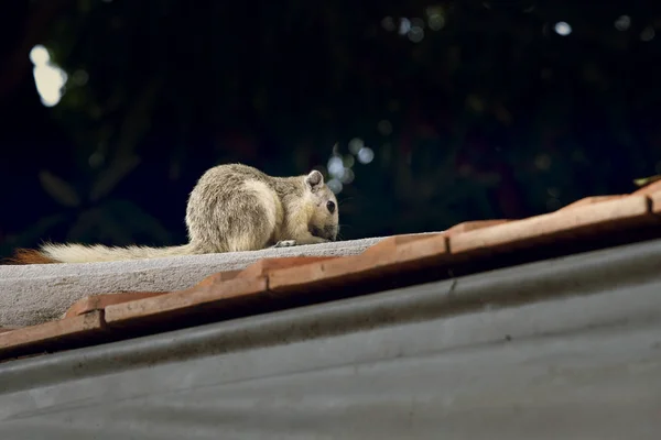 Çatıda yürürken bir sincap.