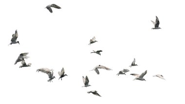 Beyaz arka plan üzerinde izole Uçan Kuşlar sürüsü. Bu kırpma yolu vardır.