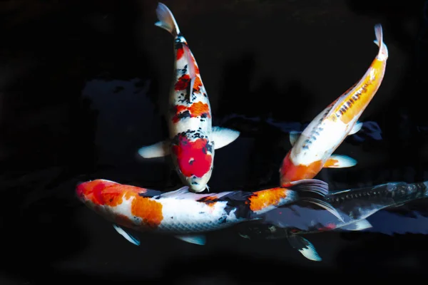 Carpa de pescado (Koi colorido) en la piscina de agua — Foto de Stock