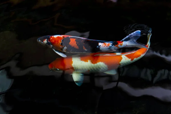 Ψάρι κυπρίνος (Πολύχρωμο Koi) στην πισίνα νερού — Φωτογραφία Αρχείου
