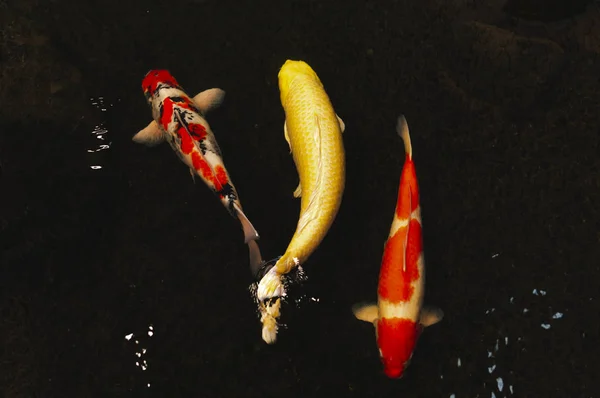 Carpa de pescado (Koi colorido) en la piscina de agua — Foto de Stock