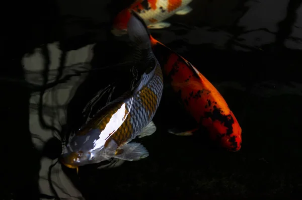 Carpa de pescado (Koi colorido) en la piscina de agua —  Fotos de Stock