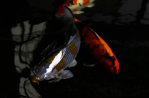 Carpa de pescado (Koi colorido) en la piscina de agua — Foto de Stock