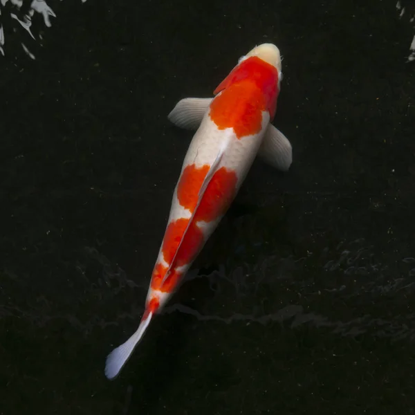 Sazan balık su havuzu (renkli Koi)