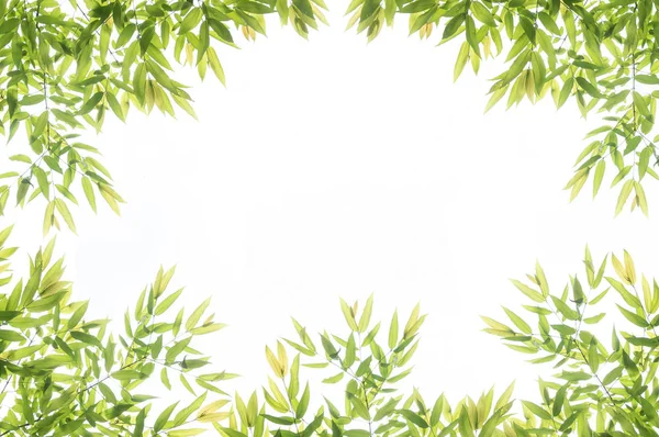 Green leaf border frame for background. — Stock Photo, Image