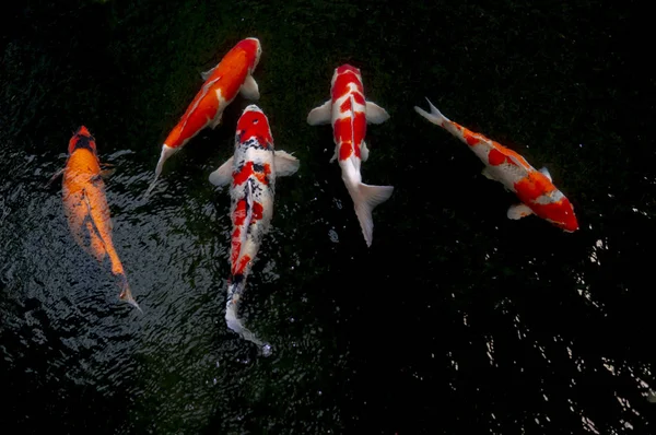 Sazan balık su havuzu (renkli Koi).