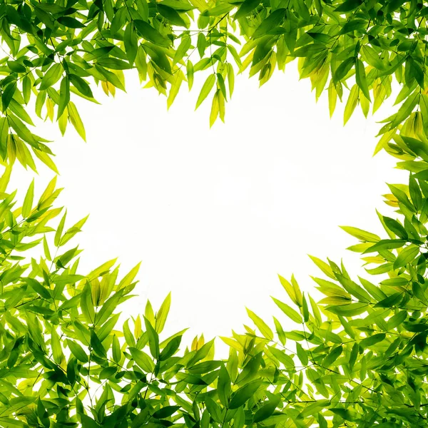 Green leaf border frame for background. — Stock Photo, Image