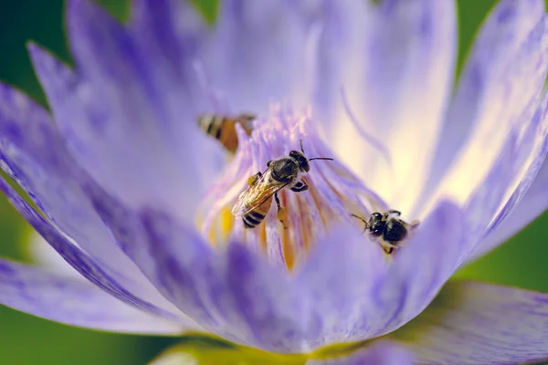 Petites abeilles mellifères fourmillant sur une fleur de lotus . — Photo
