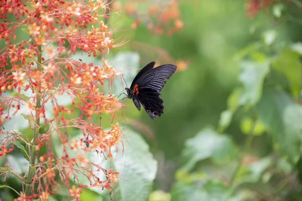 Бабочка (Великий Мормон) кишит красными цветами — стоковое фото