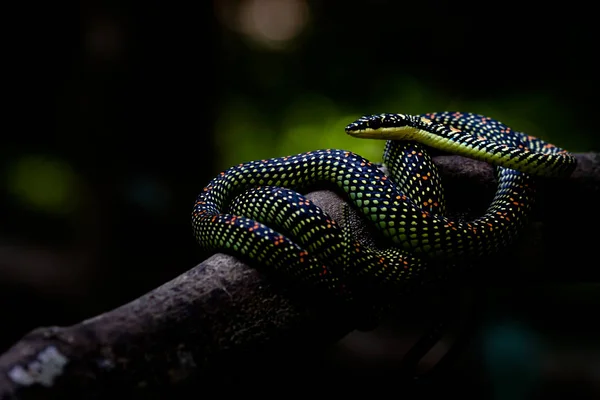 Serpente volante (Chrysopelea paradisi paradisi) nascosto nelle fronti — Foto Stock