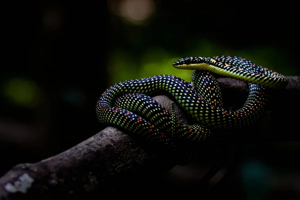 飛ぶヘビ(クリソペリアパラダイス)は、前に隠れて — ストック写真