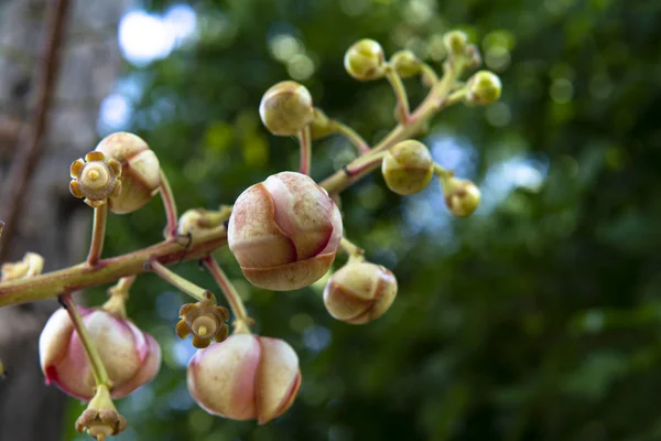 サルの花またはサルの木(ショアロバストラ). — ストック写真