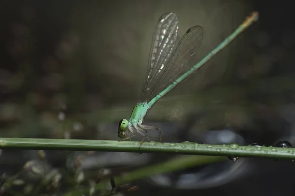 Dragonfly chytá zelené větve nad vodou. — Stock fotografie