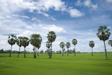 Şeker palmiyesi pirinç tarlalarında ve güzel gökyüzünde yetişir..