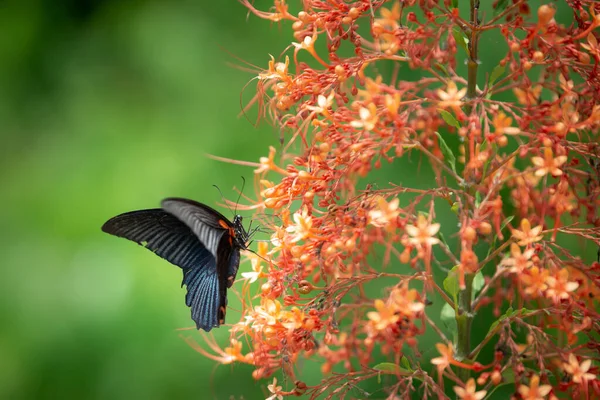 Бабочка Сосущая Красные Цветы Красивая Природа — стоковое фото