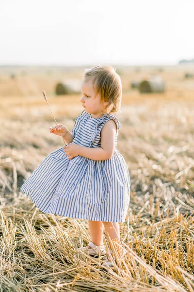 Retrato de comprimento total da menina bebê bonito criança feliz em vestido listrado, andando em um campo de verão de trigo, segurando uma espigueta. Menina gosta de andar ao ar livre, infância feliz — Fotografia de Stock