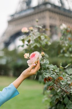 Güzel pembe güllere dokunan bir kadın eli, Paris caddesindeki gül çalılığında çiçek açıyor. Arka planda Eiffel kulesinin bulanık görüntüsü