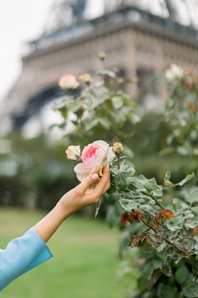 Close-up bijgesneden beeld van vrouwelijke hand aanraken mooie roze roos, bloei op roos bush outdoor op Parijs stad straat. Wazig zicht op Eiffeltoren op de achtergrond — Stockfoto