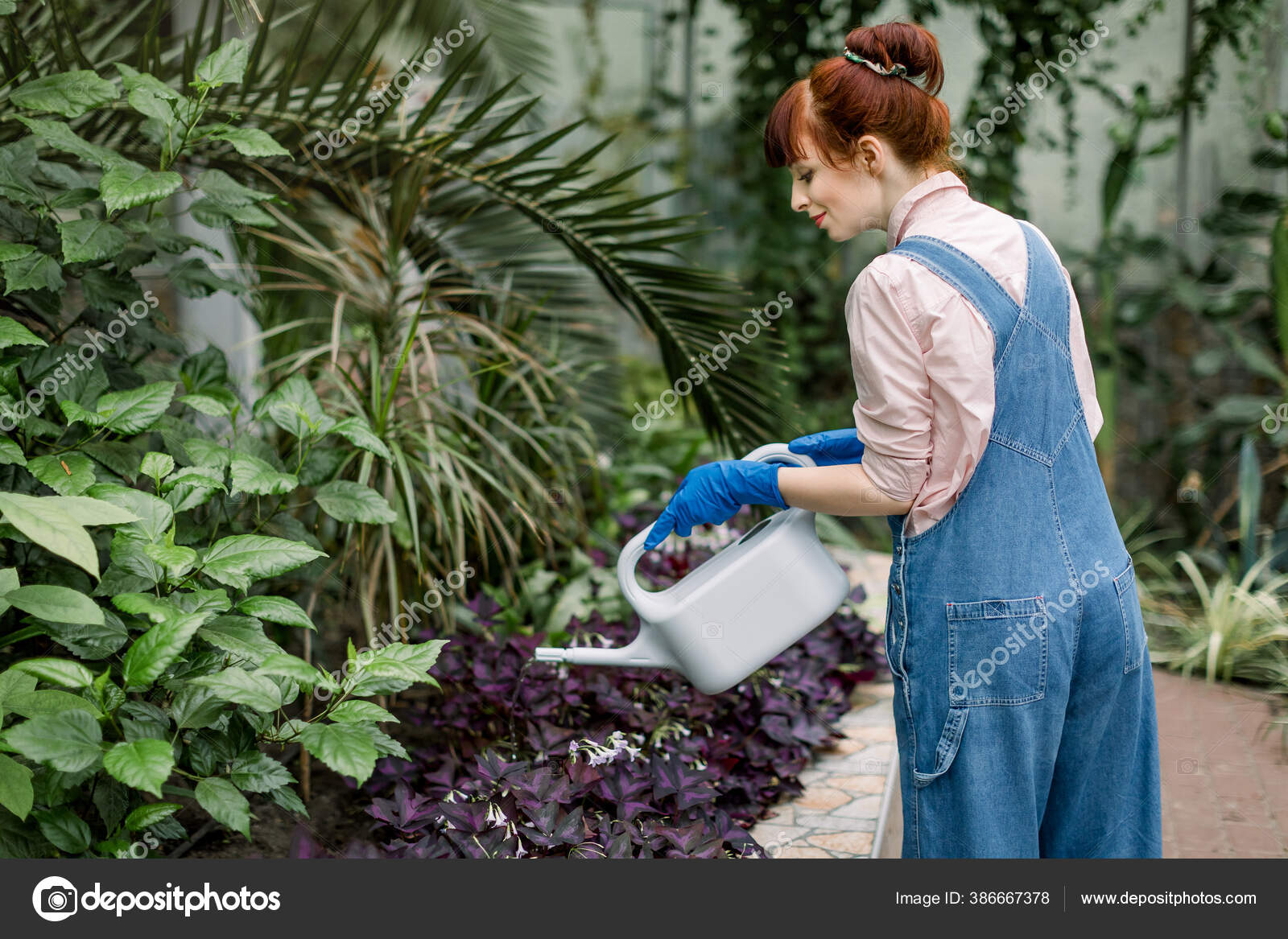 在温室里 漂亮的园丁在浇灌植物 在苗圃里用洒水器给花浇水的园丁微笑 浇灌植物 为植物浇水的花园中心的工作人员 在温室里 漂亮的园丁在浇灌植物 在苗圃里用洒水器给花浇水的园丁微笑 浇灌植物 为植物浇水的花园中心的工作人员