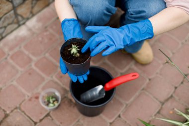 Mavi lastik eldivenli kadın ellerinin kesilip biçilmiş görüntüsünü kapatın. Küçük sulu bir bitkiyi yeni bir saksıya naklediyorlar. Bahçe küreği kullanarak. Serada çalışan kadın.