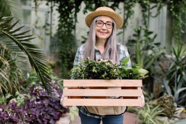 Neşeli, kıdemli, gözlüklü, hasır şapkalı, elinde çiçek saksılarıyla ahşap bir kutuyla, hafif sera arka planında gülümseyen kameraya bakan güzel kadın bahçıvanın ön görüntüsü.