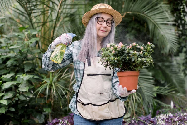 園芸の概念。眼鏡で高齢の女性庭師、わら帽子をかぶってエプロンを作業し、温室で働いている間、噴霧器でポットに美しい開花植物を噴霧します。顔を中心に — ストック写真
