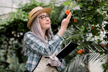 Hasır şapka ve önlük takmış, elinde bir pano tutarak, bir serada ya da bahçe merkezinde çalışırken, egzotik ağaçtaki güzel kırmızı çiçeklere bakarken gülümseyen yaşlı kadın bahçıvana yakın durun.