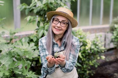 Hasır şapka, gömlek ve önlükle gülümseyen ve elinde toprakla sulu bir bitki tutan kıdemli kadın bahçıvanı yakından çek. Serada fidan tutan yaşlı kadın, kameraya bakıyor..